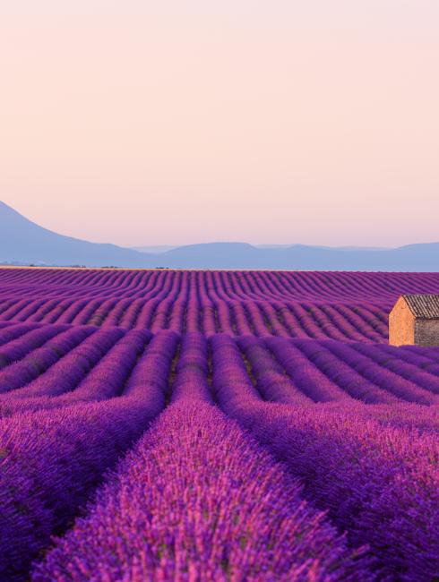 provence lavande
