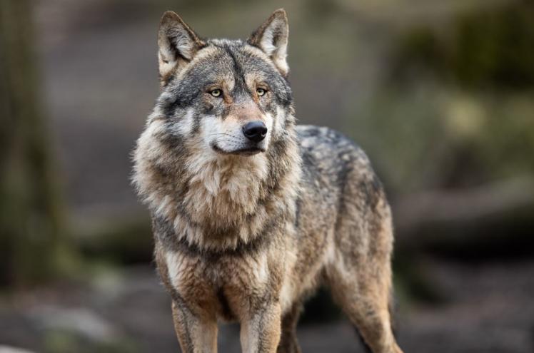 parcs des loups gévauchan Chèque Vacances Connect