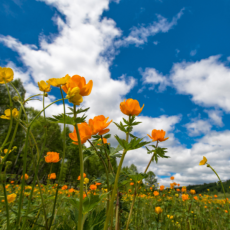 activités à faire au printemps ANCV