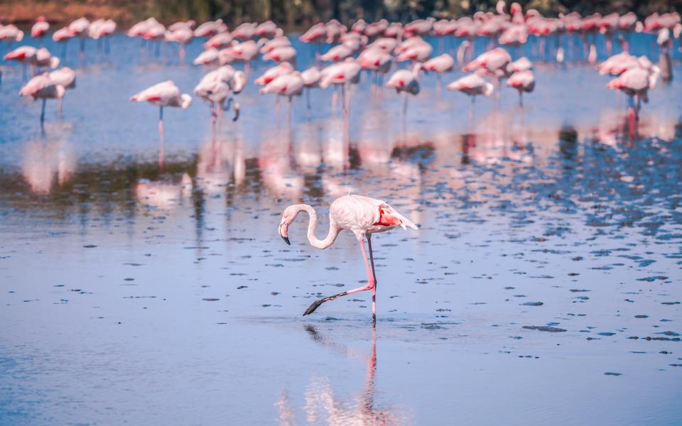 cheques-vacances region paca camargues