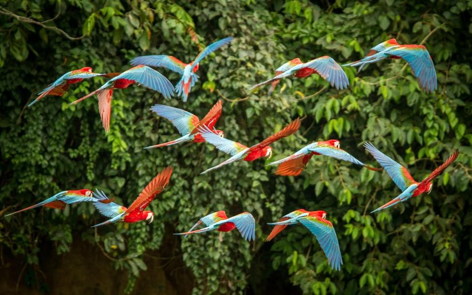 perroquet parc des oiseaux 