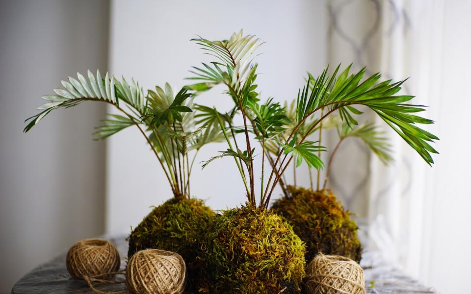 Atelier DIY Kokedama