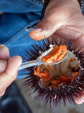 Direction la Côte Bleue pour une oursinade