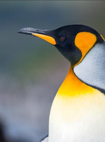 manchot parc des oiseaux