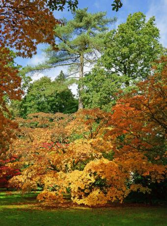 visiter parc arboretum Île-de-France