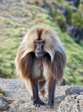 destination Afrique du sud Chèque-Vacances