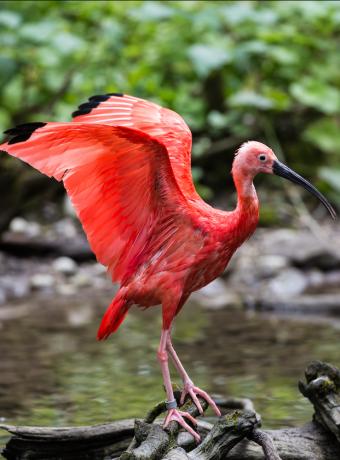 Canopée jungle Guyane ANCV