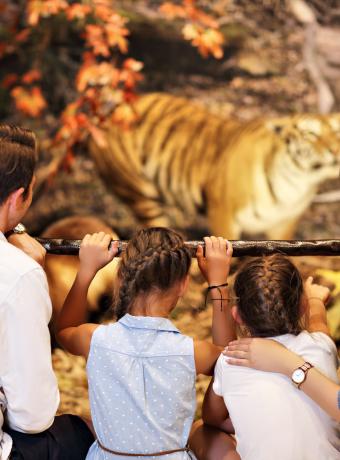 prehistoire et musee en vendee