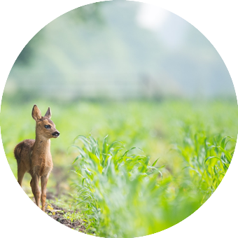 Ne pas nourrir les animaux sauvages