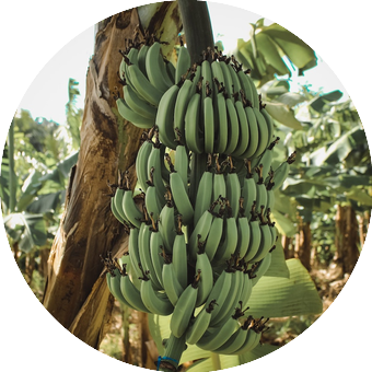 visiter ile Martinique