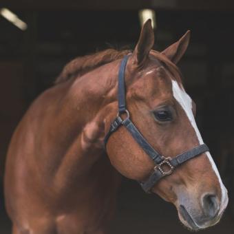 Randonnée équestre