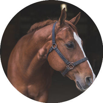 domaine de chantilly cheveaux oise